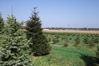 MOED kerstbomen 10