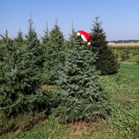 MOED kerstbomen 11