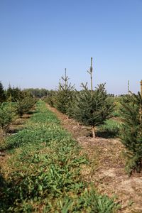 MOED kerstbomen 13