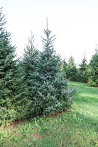 MOED kerstbomen 2