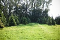 MOED kerstbomen 3