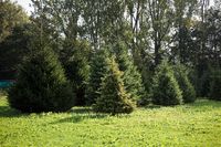 MOED kerstbomen 4