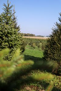 MOED kerstbomen 5