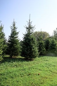 MOED kerstbomen 7