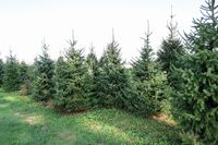 MOED kerstbomen 8