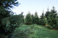 MOED kerstbomen 9